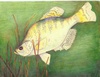 State-fish Art Contest 2009 10-12 1st M. Sone